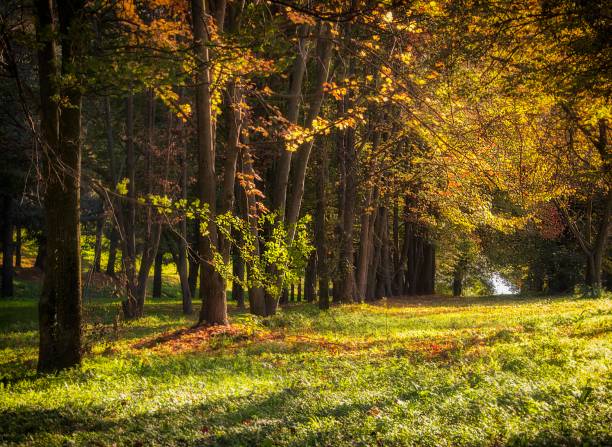 istock Inverigo, Como, Italy 1184890380