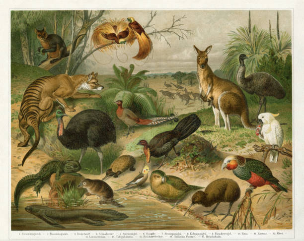 illustrations, cliparts, dessins animés et icônes de animaux en australie tasmanie et nouvelle-zélande 1896 - kakadu