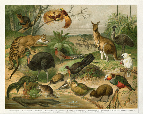 Flora and Fauna in Australia Tasmania and New Zealand
Original edition from my own archives
Source : 