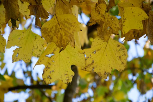 istock Autumn in Inverigo, Como, Italy 1184891346