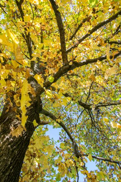 istock Autumn in Inverigo, Como, Italy 1184891531