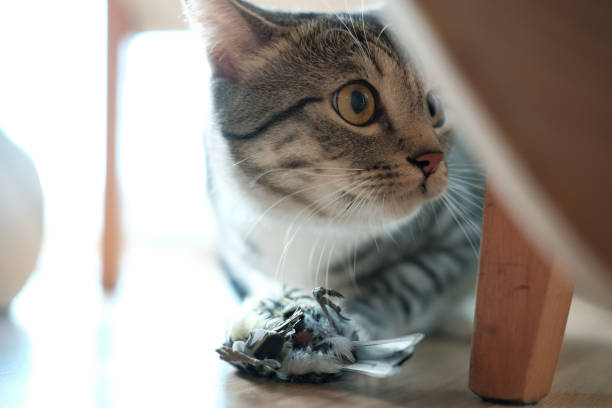 Cat hunt a bird and brang it home