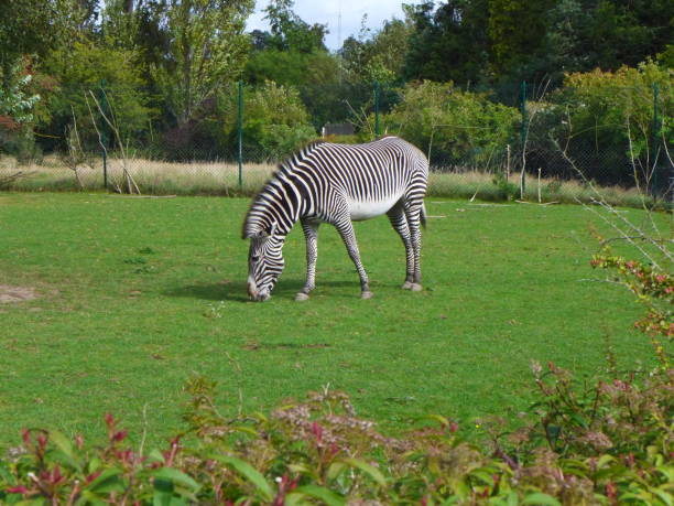 Grevy's zebra stock photo