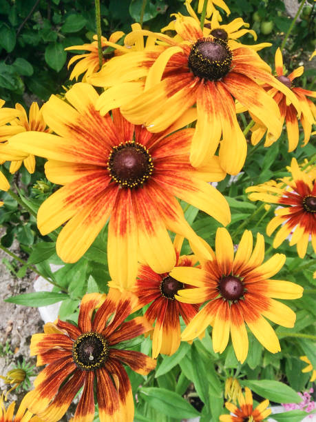 istock Ornamental garden flowers. 1184892922