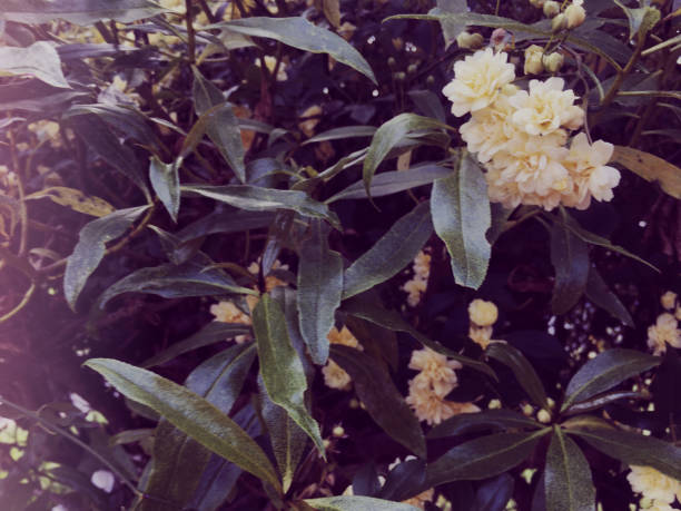 istock Pastel Cream Flower Bush Immersion 1184894857