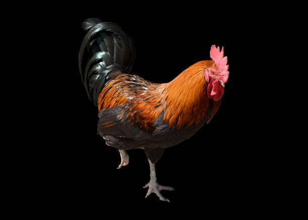 istock Cock, Gallus, gallus domesticus 1184894877