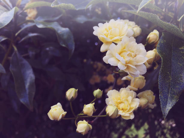 istock Pastel Cream Flower Bush Immersion 1184895002