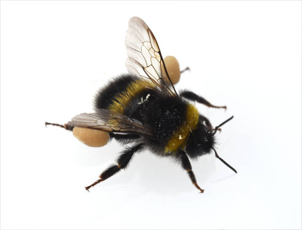 istock Bumblebee, bombus, terrestris, pollen ash 1184895139