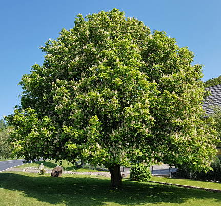 Chestnut tree, Aesculus, hippocastanum