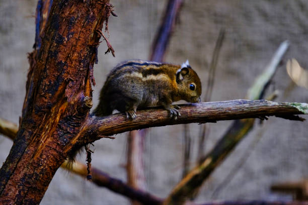 Swinhoe's squirrel stock photo