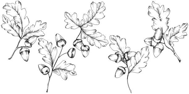 Vector autumn oak leaves. Leaf plant botanical garden floral foliage. Isolated illustration element. Vector leaf for background, texture, wrapper pattern, frame or border.