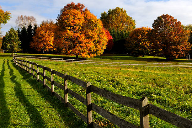 istock Autum trees in a meadow 118489646