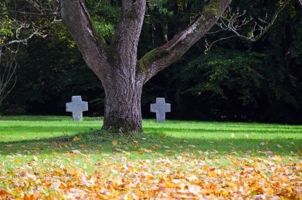 Close up af a tree with two stone crosses in the background, in an old cemetery in a forest. On the ground, under the tree, a bed of yellow leaves.