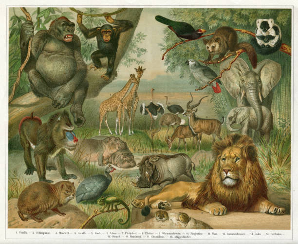 zwierzęta w etiopii ilustracja afryka 1896 - dzikie zwierzęta ilustracje stock illustrations
