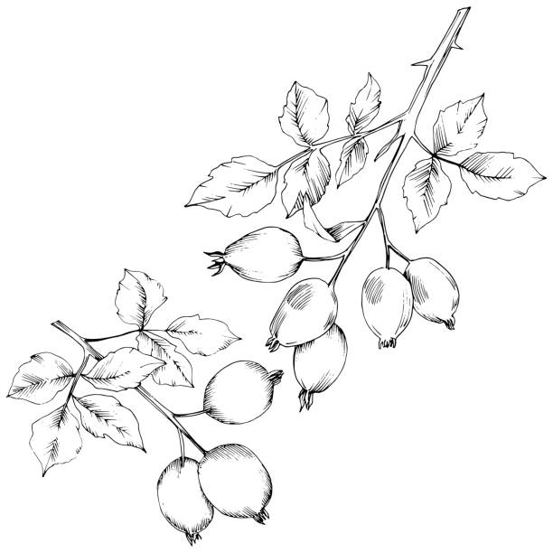 vektor herbst rose hüftpflanze. pflanzen botanische garten blumenlaub. - hagebutte stock-grafiken, -clipart, -cartoons und -symbole