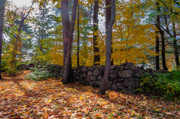istock Low stone wall in sunlight across fallen leaves in the bright sun 1184901178
