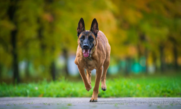 Running malinois shepdog dog in the park stock photo