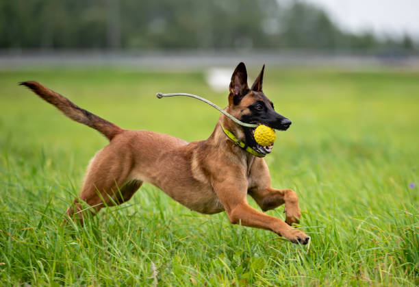 Running belgian malinois shepherd dog with yellow ball stock photo