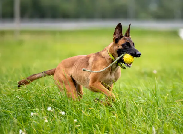 A young Belgian shepherd malinois runs through a green summer meadow with a yellow ball in her teeth. The dog looks happy and energetic.