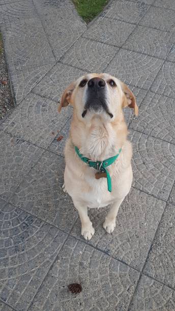 istock Lookinjg dog 1184901478