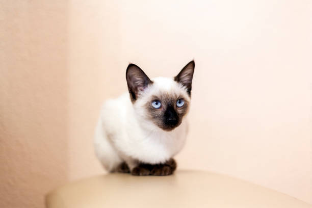 porträtt av vacker siamesisk katt. söt siamesisk kattunge poserar - katt thai bildbanksfoton och bilder