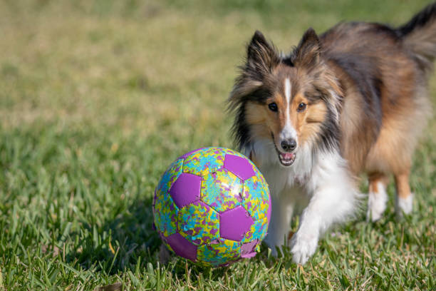 istock Shetland Sheepdog Running On Grass Toward Camera 1184903364