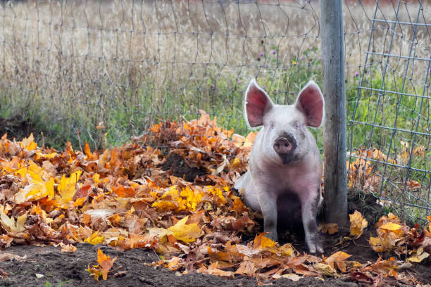 um porco cor-de-rosa enlameado com as orelhas eretas que sentam-se na lama e na sujeira e nas folhas do outono - domestic pig agriculture farm animal - fotografias e filmes do acervo