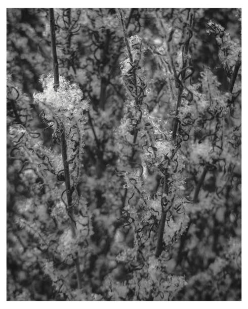 istock First snow on plants. Black and white. 1184903649