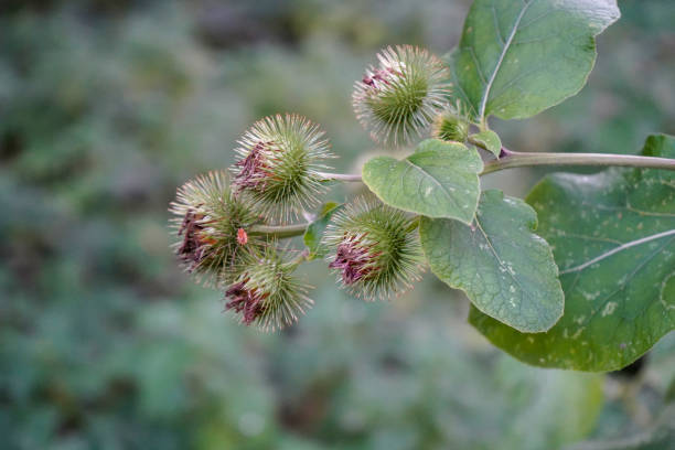 istock Close up of spiky burdock seed heads 1184903763
