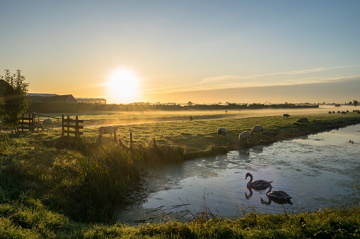 Foggy sunrise over the countryside of Holland with swans swimming in the calm water