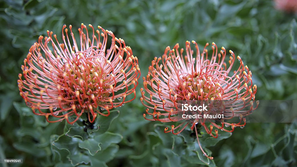 Red Proteas  Africa Stock Photo