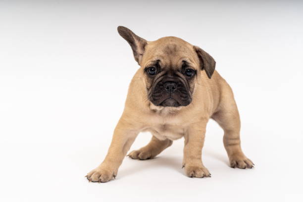 Cucciolo di Bulldog francese - foto stock