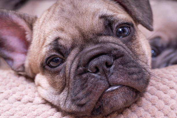 Cucciolo di Bulldog francese - foto stock