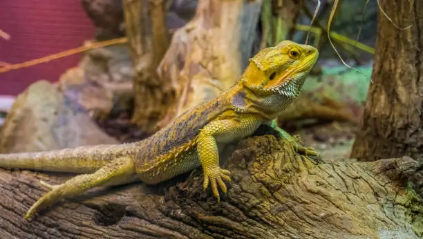 Photo of closeup portrait of a bearded dragon lizard, popular tropical terrarium pet in herpetoculture