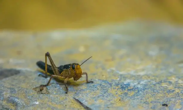 Photo of macro closeup portrait of a locust, popular insect from Eurasia, Grasshopper species