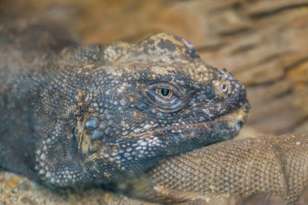 the face of a common chuckwalla in closeup, tropical lizard, iguana specie from Mexico the face of a common chuckwalla in closeup, tropical lizard, iguana specie from Mexico sauromalus ater stock pictures, royalty-free photos & images