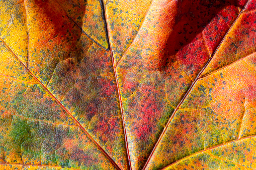 Autumnal Sycamore/Maple leaf in extreme close up with multicoloured patches for use as a textured background or border. This is a studio shot with natural daylight through a window.