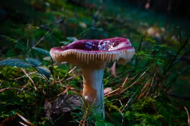 Purple edible mushroom with withe gills, growing in the forest, scienific name Russula amethystina