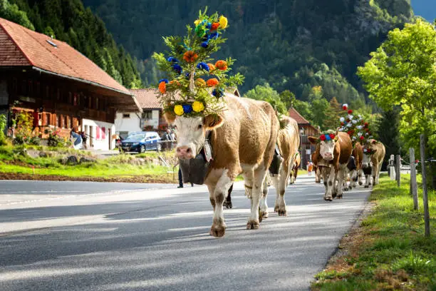 cows on the annual transhumance at Charmey near Gruyeres, Fribourg zone on the Swiss alps