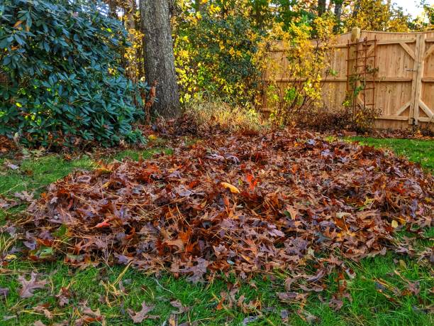istock A pile of leaves after raking 1184909683
