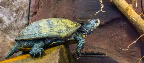 Photo of beautiful portrait of a european pond turtle, Exotic reptile from Europe, near threatened animal specie