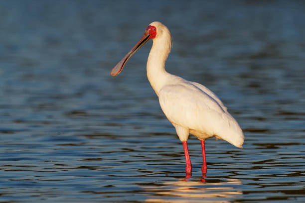 afrikanische löffelschnabel - platalea alba langbeinige watvogel der ibis und löffler familie threskiornithidae. weißer vogel im blauen wasser, jagd, angeln und aufenthalt im sonnenuntergang. - animal beak bird wading stock-fotos und bilder