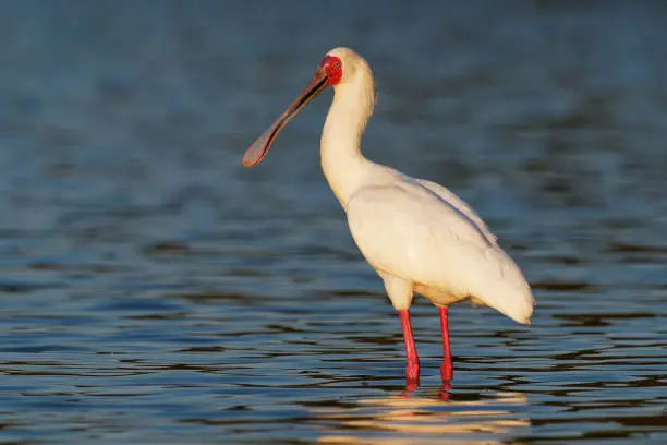 African Spoonbill - Platalea alba long-legged wading bird of the ibis and spoonbill family Threskiornithidae. White bird in the blue water, hunting, fishing and staying in sunset.
