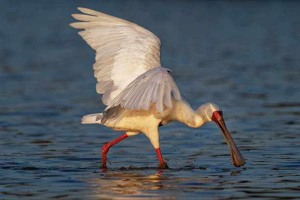 afrikanische löffelschnabel - platalea alba langbeinige watvogel der ibis und löffler familie threskiornithidae. weißer vogel im blauen wasser, jagd, angeln und aufenthalt im sonnenuntergang. - animal beak bird wading stock-fotos und bilder