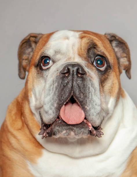 close-up studio portrait of english bulldog looking up - m9 imagens e fotografias de stock