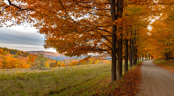 Field and  Autumn Maple Trees, Vermont