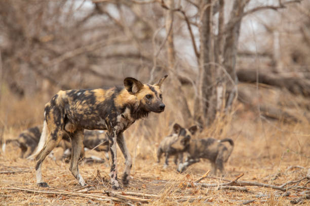 istock Pack of African Wild Dog 1184910624