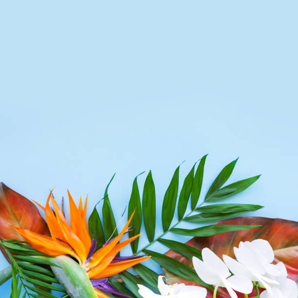 istock Tropical flowers background.  Flat lay.  Summer concept. 1184911119