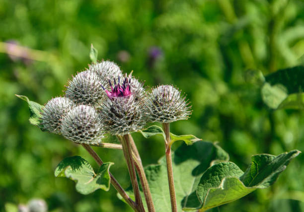 bardana di erbe medicinali, grande bardana rosa in fiore da vicino su sfondo verde. - famiglia delle margherite foto e immagini stock