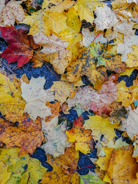 istock Multicolored leaves lie on the grass. Autumn background 1184912392